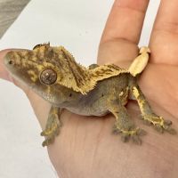 Gecko à crêtes 6 mois #1