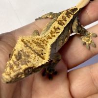 Gecko à crêtes 6 mois #4