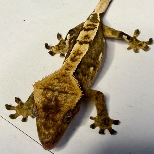 Gecko à crêtes 6 mois #2