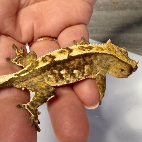 Gecko à crêtes 6 mois #4