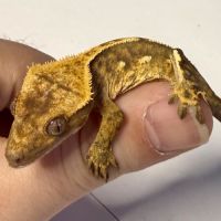 Gecko à crêtes 6 mois #1