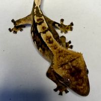 Gecko à crêtes 6 mois #3