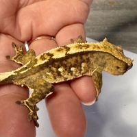 Gecko à crêtes 6 mois #4