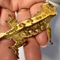 Gecko à crêtes 6 mois #0