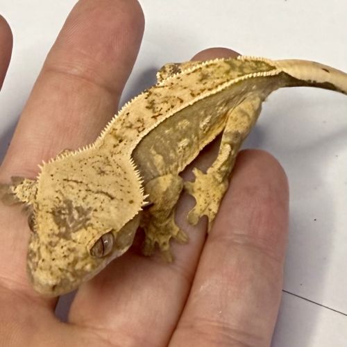 Gecko à crêtes 6 mois