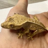 Gecko à crêtes 6 mois #2