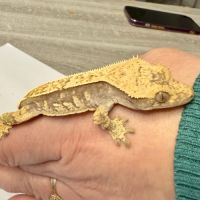 Gecko à crêtes 6 mois #3