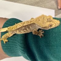 Gecko à crêtes 6 mois #4