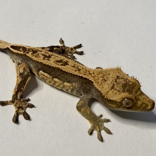 Gecko à crêtes 4 mois