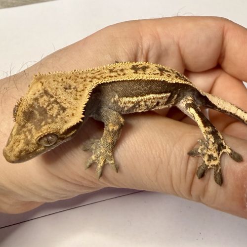 Gecko à crêtes 4 mois #3