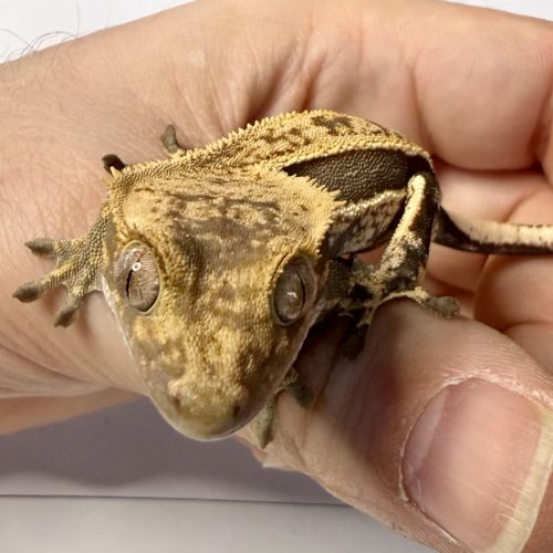 Gecko à crêtes 4 mois #4