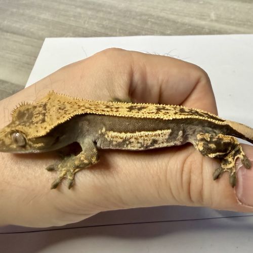 Gecko à crêtes 4 mois #5