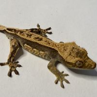Gecko à crêtes 4 mois