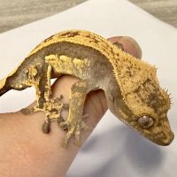 Gecko à crêtes 4 mois #2