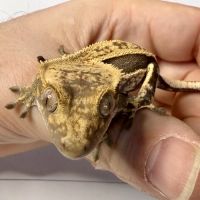 Gecko à crêtes 4 mois #4