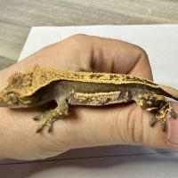 Gecko à crêtes 4 mois #5