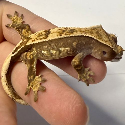 Gecko à crêtes 4 mois #1
