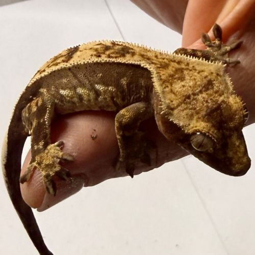 Gecko à crêtes 4 mois #3