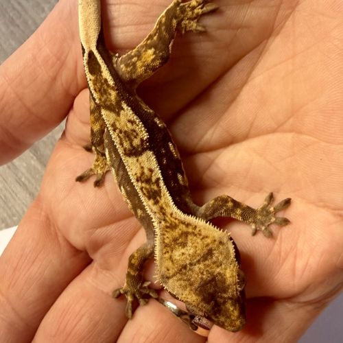 Gecko à crêtes 4 mois #4