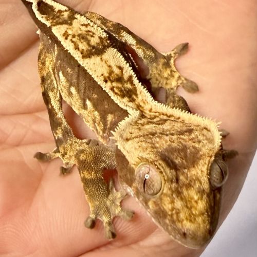 Gecko à crêtes 4 mois