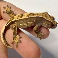Gecko à crêtes 4 mois #1