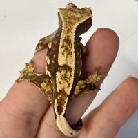 Gecko à crêtes 4 mois #2