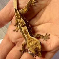 Gecko à crêtes 4 mois #4