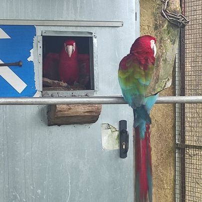 Couple aras chloropteres #0