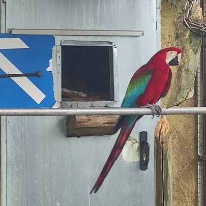 Couple aras chloropteres #2