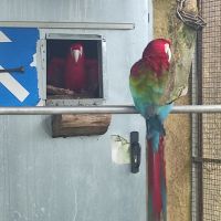 Couple aras chloropteres