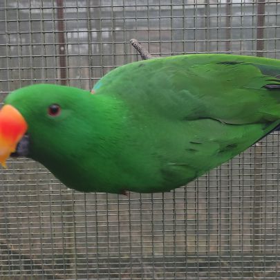 Cède 2 mâles eclectus #0