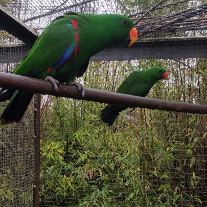 Cède 2 mâles eclectus et 1 femelle