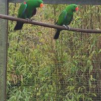Cède 2 mâles eclectus #1