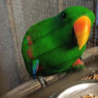 Cède 2 mâles eclectus #4