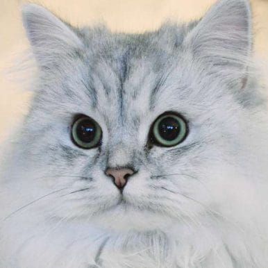 Ulysse gentleman reproducteur #3