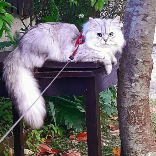 Ulysse gentleman reproducteur