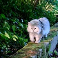 Ulysse gentleman reproducteur #1