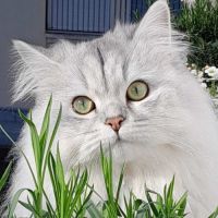 Ulysse gentleman reproducteur #2