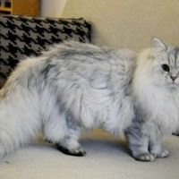 Ulysse gentleman reproducteur #4