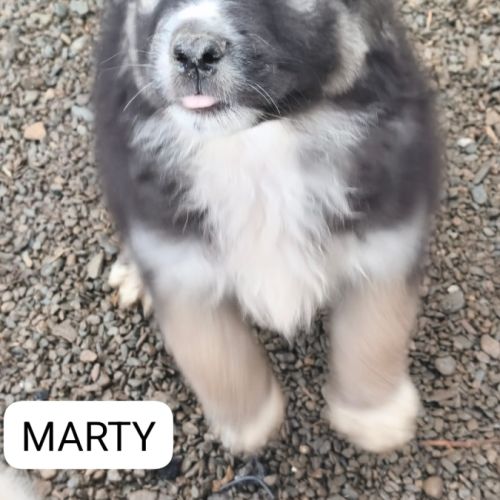 Marty qui se trouve dans un refuge en roumanie