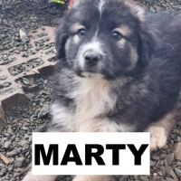 Marty qui se trouve dans un refuge en roumanie #1