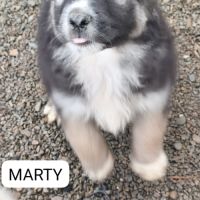 Marty qui se trouve dans un refuge en roumanie #0