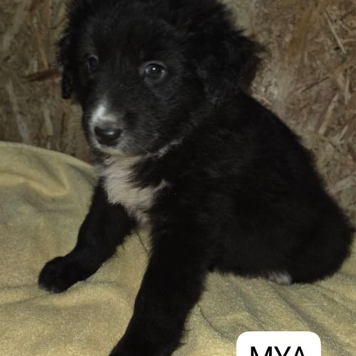 Mya se trouve dans un refuge en roumanie #1