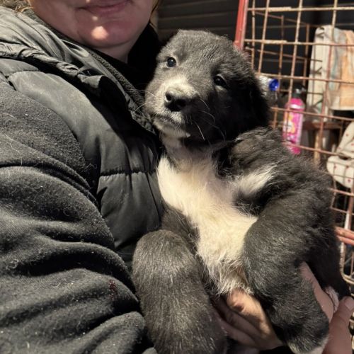Mya se trouve dans un refuge en roumanie