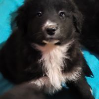 Mya se trouve dans un refuge en roumanie #4