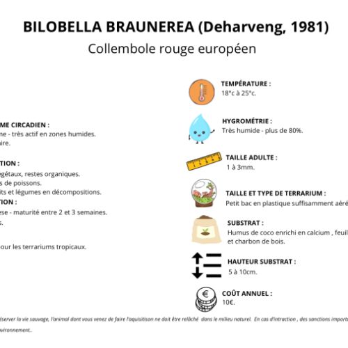 Bilobella braunerae (collemboles rouges) #1