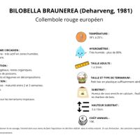 Bilobella braunerae (collemboles rouges) #1