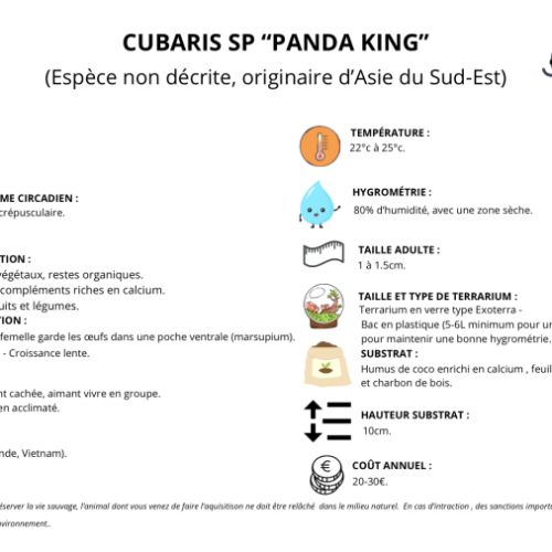 Cubaris panda king « pink » #1
