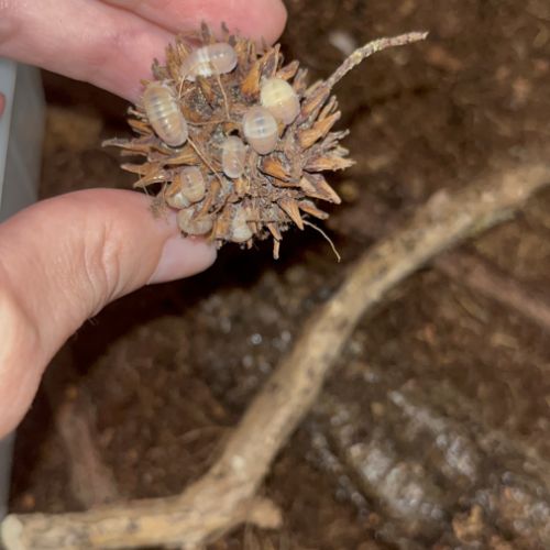 Cubaris panda king « pink » #3