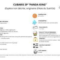 Cubaris panda king « pink » #1